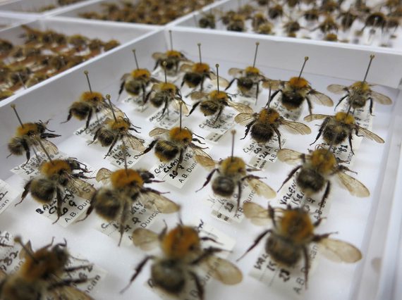 A tray of bumblebee specimens mounted in a white drawer.